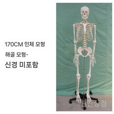 교육용해골모형 골격 해부학 신체 뼈다귀 해골모형 교구 실습 인체모형 뼈모형, a. 골격 무신경타입