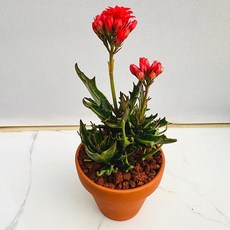 타란 다육식물 선인장 농장직송 산아래 다육이 생명력최고 키우기쉬운 공기정화 전자파차단, 1개, 럭셔리