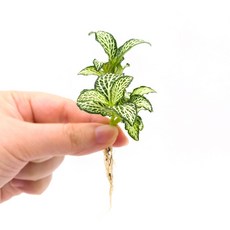 미미네아쿠아 원예식물 테라리움용 미니 화이트스타 1촉, 1개