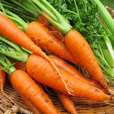 [재구매율1위]30년재배명인직송 제주 구좌 햇 흙당근, 1박스, 3kg  중