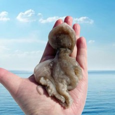 [이번주특가] 당일조업 급냉 주꾸미 탱글탱글 식감, 1개, 2kg