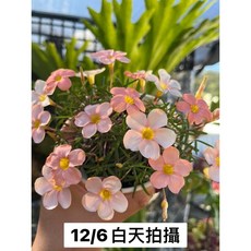 Mien米恩/灰姑娘 仙杜瑞拉 Oxalis cinderella 酢漿草 四吋盆栽