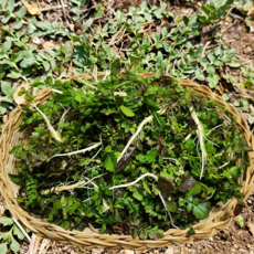 향긋한 국내산 봄나물 노지 세척 손질 냉이, 250g, 1박스