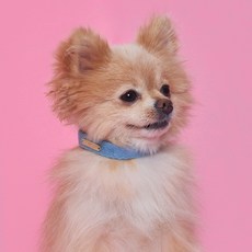 슈퍼펫 강아지 코튼 목줄 소형견 중형견 산책 개목줄 목걸이 순면100%, 블루, 2개