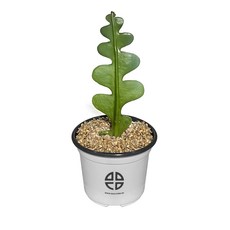 사막에 사는 식물 관찰 실험용 피쉬본 선인장