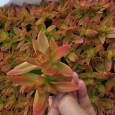 [해뜰다육] 화제(소) 다육식물 선인장, 1개