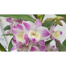 [신라난농원]덴드로비움 차이나드림.크리스탈.특대품.석곡.예쁜핑크색복카시.여성스러운 꽃형.은은한 향.고급종.인기품종.재입고.필독뒷사진참고, 1개