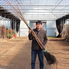 감나무 묘목 2년생(접목1년생) 중묘 차량단감 월하 둥시 야오끼대봉 대봉, 1개, 야오끼대봉 2년생(접목1년생) 중묘