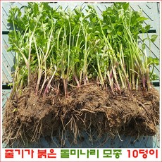 줄기가 붉은 돌미나리 10덩이 (50주 이상) 판매 (평일 4시까지 주문 시 발송), 1개