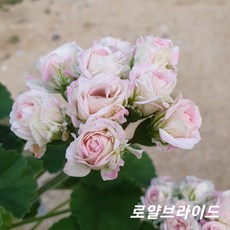 로얄브라이드 러시아제라늄, 1개
