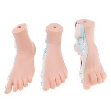 3조각 세트 1:1 Lifesize 인간 일반 평면 아치형 발 해부 모델 PVC 실험실 용품
