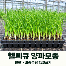헬씨큐 (항암) 양파모종, 120개