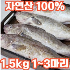[산지직송] 국내산 급냉 대구 특품, 1개, 1.5kg(1~3미)