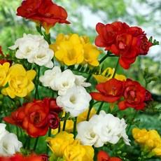 [Q가든] 겹꽃 프리지아 구근 유럽직수입 Double 특선 모음 1set 5개