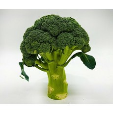 성철이네 바른야채 제주 햇 브로콜리 (특품), 4kg (특품) (9~13수)