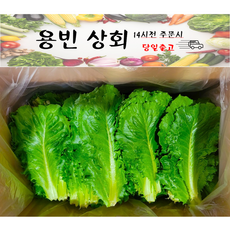 ( 용빈 상회 ) 국내산 로메인 청상추 쌈채소 2kg내외, 1박스, 2kg