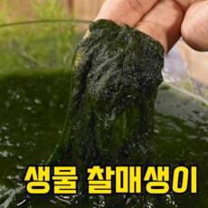 [특A급당일채취]2026 국산 생 햇 매생이, 5개, 350g