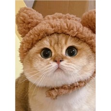 반려묘 사진 촬영 코스튬 장식용 고양이 모자, 팬더