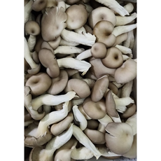 국내산 재래식 큰 느타리 버섯, 1개, 2kg