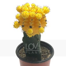 [꽃사랑식물나라] 접목선인장(노랑) 비목단 비모란 선인장 종류 다육이 화분 플랜테리어 소품, 비목단 중형, 노랑 무광원통형 화분(화분받침포함), 1개