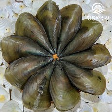 영롱한수산 (무료배송) 다이버가 잡은 활 키조개 소 1개, 1박스