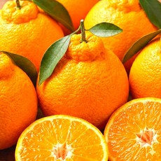 [3일간초특가] 고당도 제주 한라봉 노지, 1박스, 5kg 혼합과