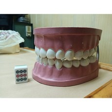 人體器官模型-牙齒巨大醫學教學模型, 1個