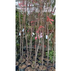 霏霏園藝 紅色八重富士櫻 嫁接5-6年 盆栽苗 (高180-200公分), 1個