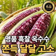 [첫출하특가] 산지직송 쫀득고소 국내산 흑찰옥수수, 1박스, 특상 10개