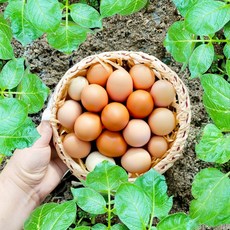 난각번호 1번 유기농 왕란 1등급 자연 방사 자유 방목 무항생제 친환경 논지엠오 계란 산들내음 egg, 2개, 10구