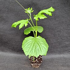 미소화원농장 여주 모종 열매채소 키우기