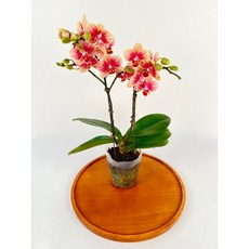 호접란 금나비 호접난 서양란 서양난 희귀란 난초 실내화초 제이팜, 1개