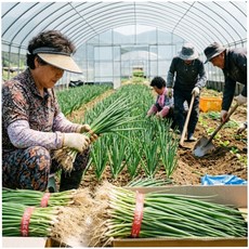 국내산 신선한 최상품 깐실파 깐가랑파 1단(1kg내외) 2단(2kg내외) 알뜰농장, 1개, 2kg