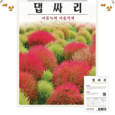 댑싸리 코키아 씨앗(100립) 여름엔녹색 가을엔적색으로 변하는 꽃 종묘 종자 씨 영웅 KS, 1개
