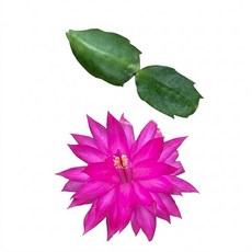 수입게발 060 커팅 화려한 꽃 게발선인장 공기정화식물, 1개, 단일