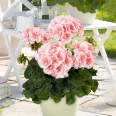 제라늄 10cm 살몬 퀸, 1개