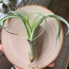 空氣鳳梨 旋轉提姆 附吊掛樟木座, 1個