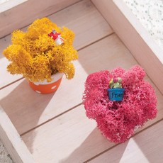 스칸디아모스 공기 정화 식물 천연 이끼 선물, 2개