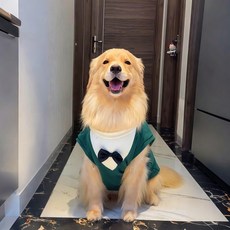 틴다샵 강아지화동 결혼식 애견 화동드레스 화견 촬영, 1개, 그린 베스트와 블랙 보타이