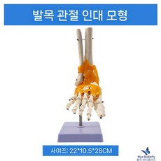 발목 골격 인체 실습 구조 과학 병원 모형 뼈 해부학 교육용 근육 인대, 인대 있는 발목 관절, 1개, 2. 인대있는 발 관절