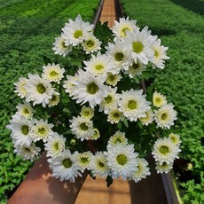 [무지개꽃/색상선택] 미니 국화 (꽃크기 3cm 소국 화분), 11. 하얀색 (스위프티 브란체), 1개