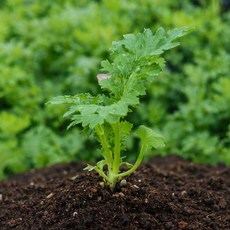 하라네 와사비나 모종 5개 와사비잎 고추냉이 상추모종 키우기