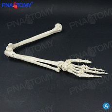 인체모형팔뼈 손 해골 골격 의학 관절 구조 해부학 인간 교육 손뼈, 1. A형 왼쪽 상지뼈