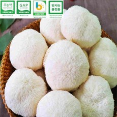 P0000KQZ_Lkw51321 [면세] 생 노루궁뎅이 버섯3팩 500g, 1개