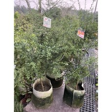 霏霏園藝澳洲手指檸檬紅寶石掛果8吋盆 特價盆栽 果實鮮豔 容易種植 適合台灣氣候
