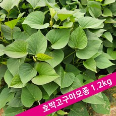 [해남농장]고구마모종 꿀/호박/밤/자색고구마 4종 농가직접 요청일발송, 1박스, 호박고구마모종 1.2kg