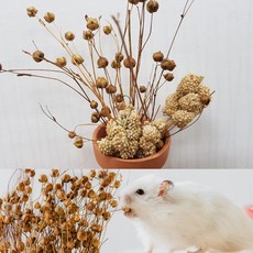 햄스터 간식 먹이 아마씨줄기 20알+밀렛1개+미니화분1개, 52g, 1세트