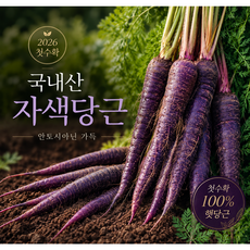 2026 햇 자색당근 국내산 안토시아닌 풍부한 컬러당근 산지직송, 1박스, 5kg