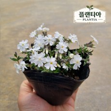 꽃잔디 큰모종 4치포트 화이트 흰색꽃잔디 포트묘 잡초방지 노지월동 지피식물 조경 야생화 다년초 농장직송, 15개