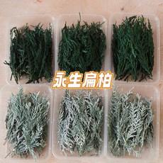 現貨 一盒15克 永生扁柏 乾燥花 聖誕花圈 材料 聖誕樹 擴香花 永生花 不凋花 擴香石材料 聖誕節佈置 浮游花 松柏, 綠色